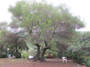 Stellfläche zur freien Auswahl auf Camping E Gradelle, Korsika / © Camping Korrespondent