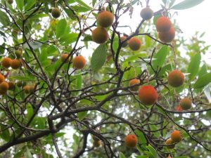 Camping E Gradelle, Korsika / © Camping Korrespondent