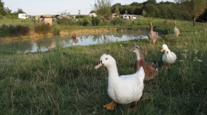 Campingplatz Terre Ferme / ©Campingkorrespondent