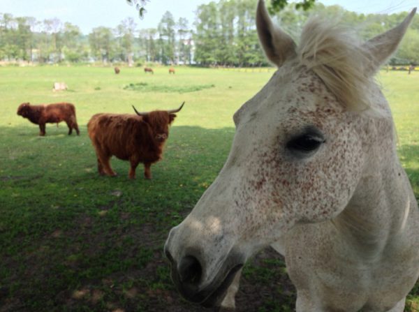 Camping Nandalee, Usedom / © Campingkorrespondent