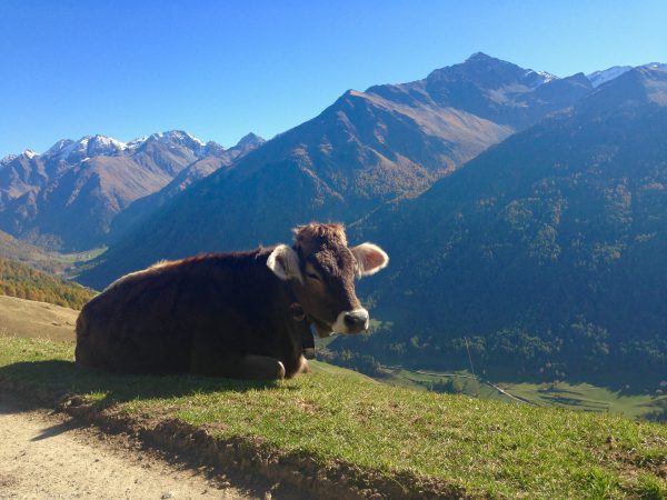 Vinschgauer Höhenweg / © Camping Korrespondent