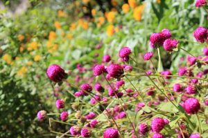 Gärten Schloss Trauttmansdorff Meran / Foto: © Camping Korrespondent